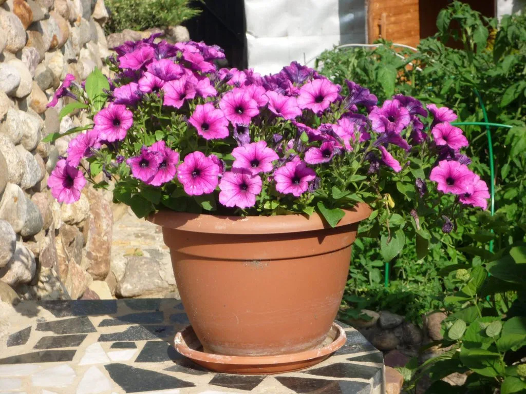 Чайная беседка