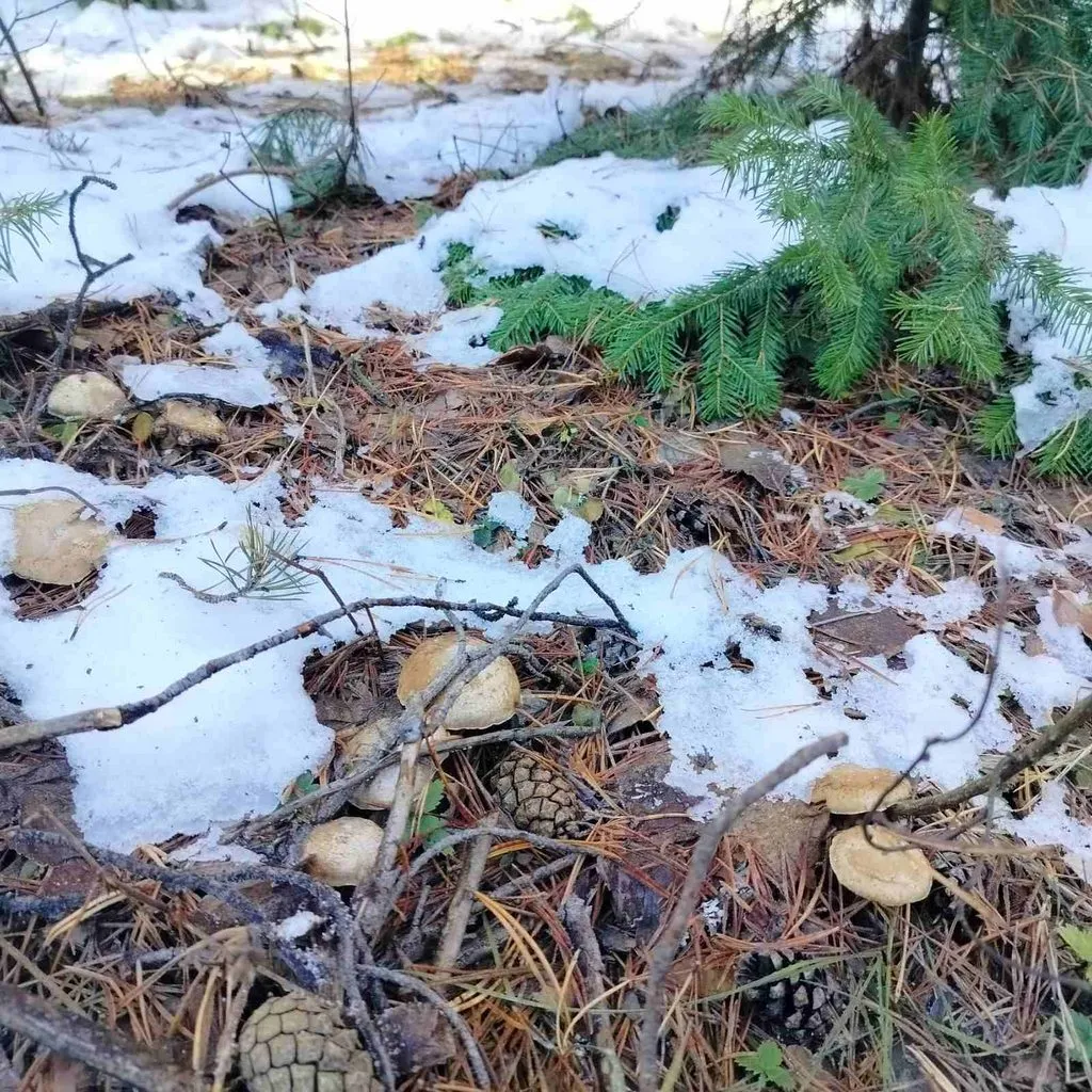 Чайная беседка