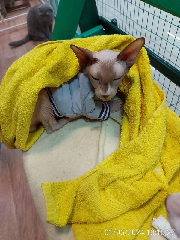 Чайная беседка