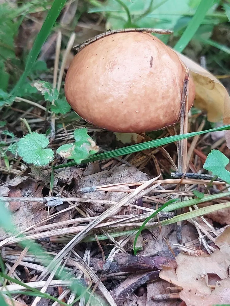 Чайная беседка