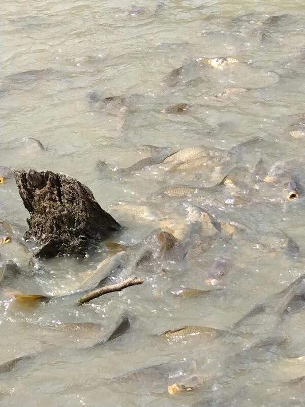 Чайная беседка