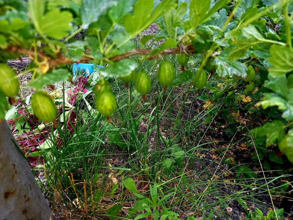 Чайная беседка