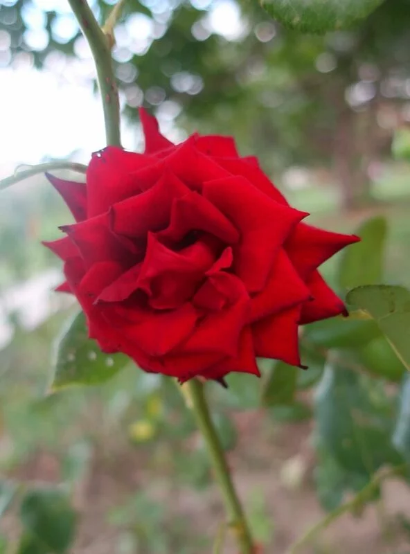 Флора