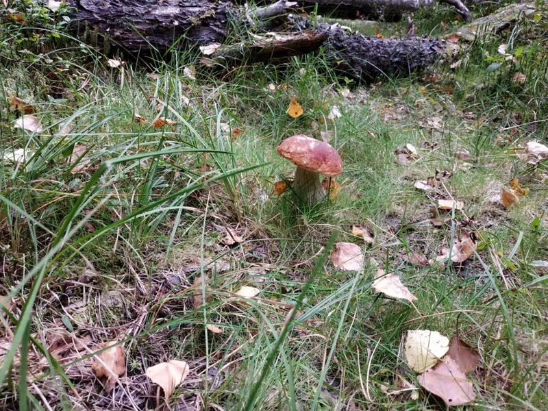 Tapтaлeтки & Ко