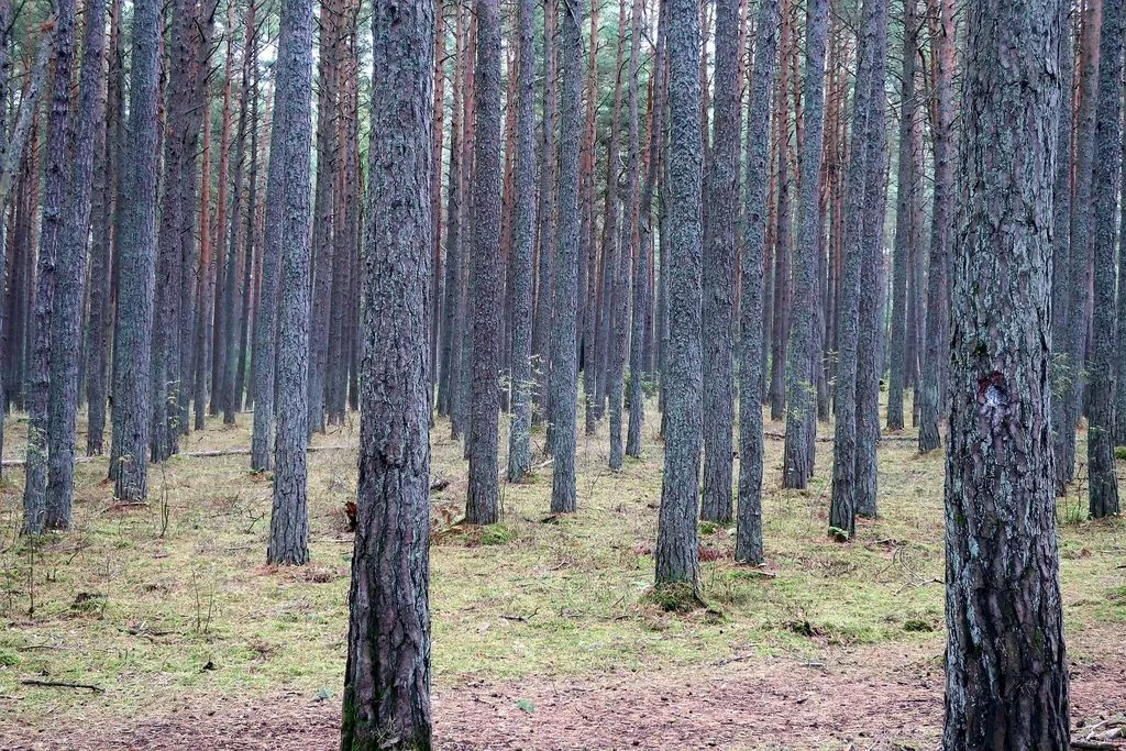 И снова, через год, встречай, Калининград!