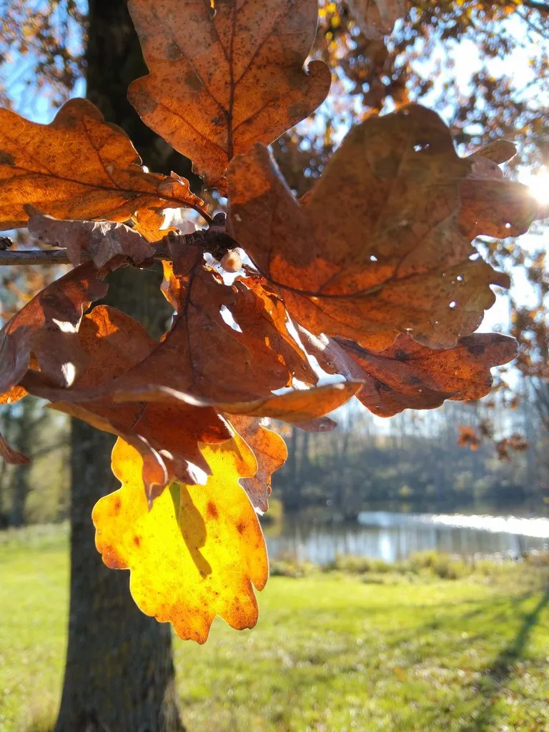 Чайная беседка