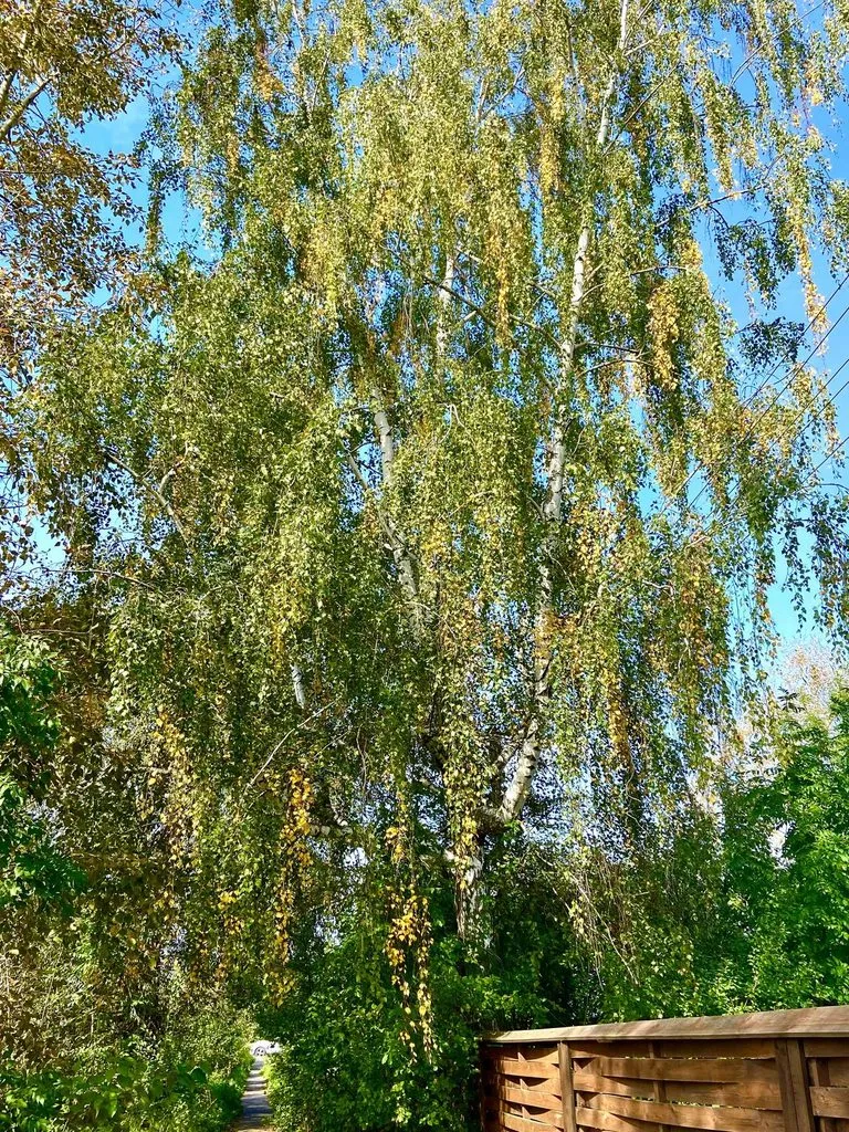 Про всё на свете с Гюзелью