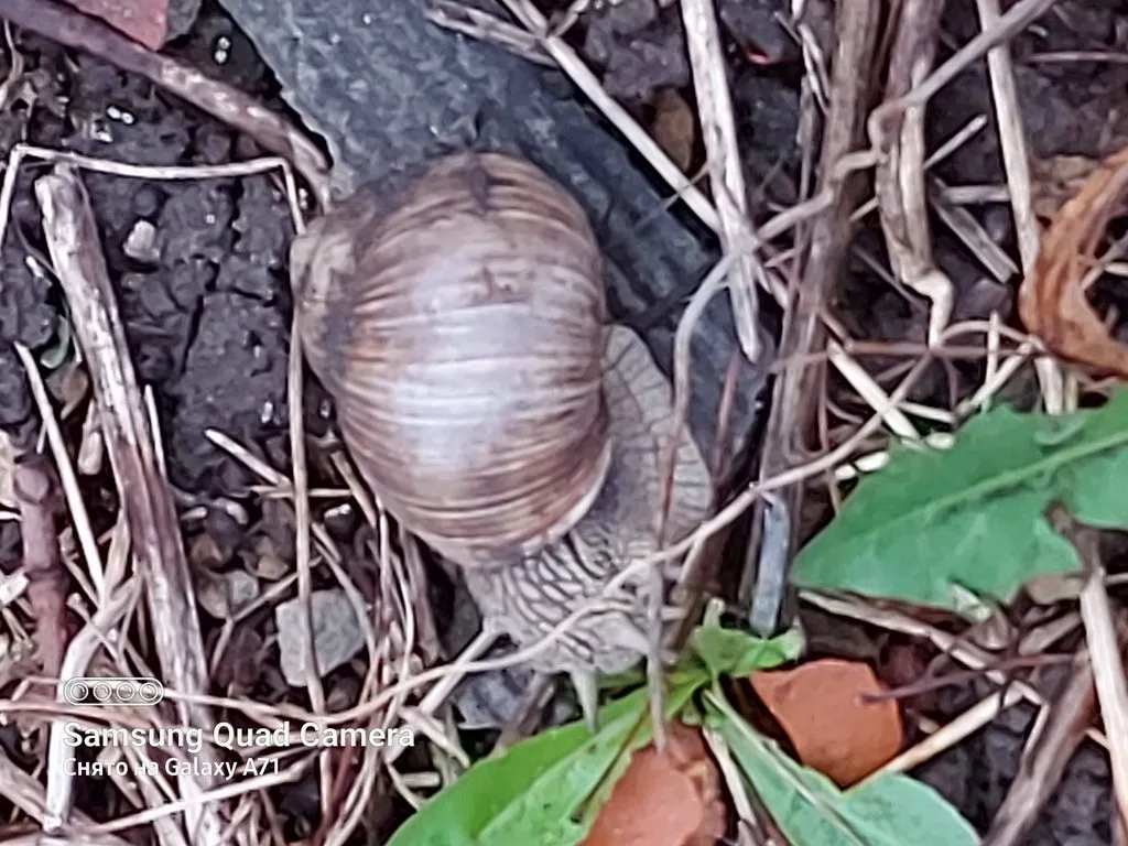 Чайная беседка