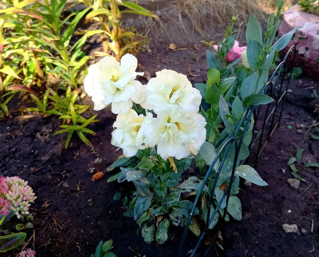 Чайная беседка