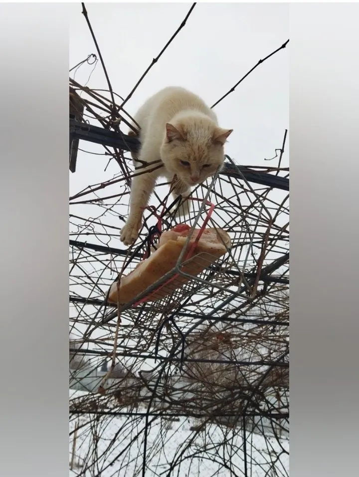 Кошичкина полиция
