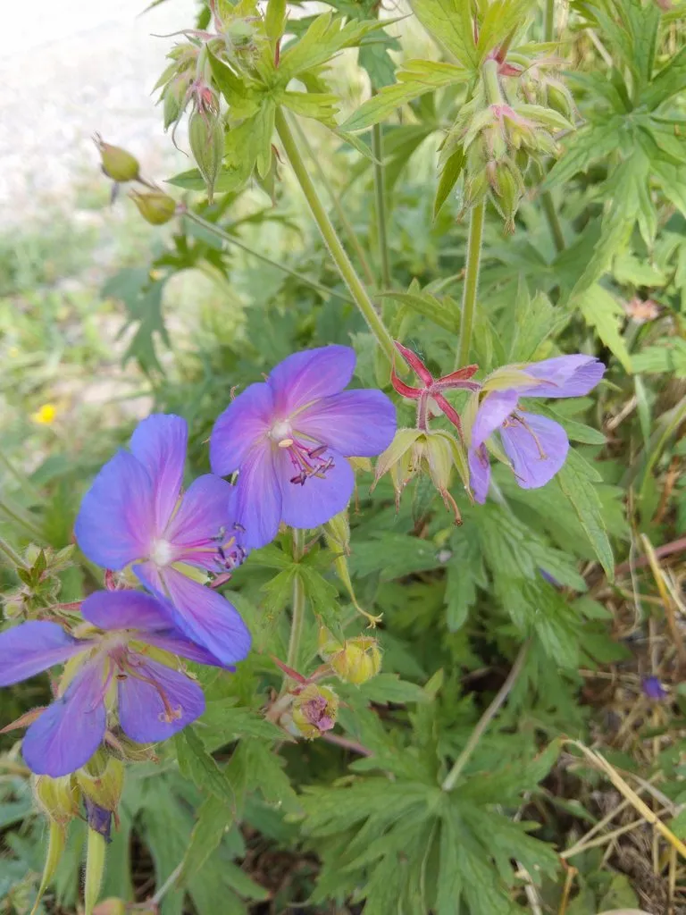 Чайная беседка