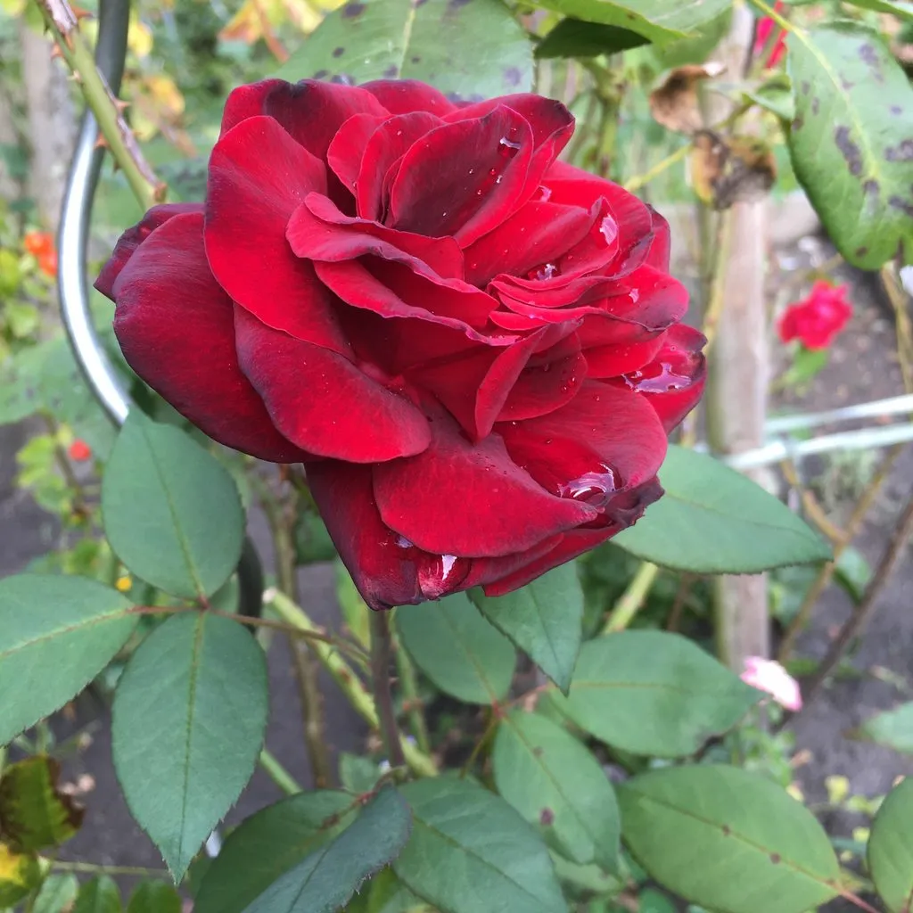 Чайная беседка