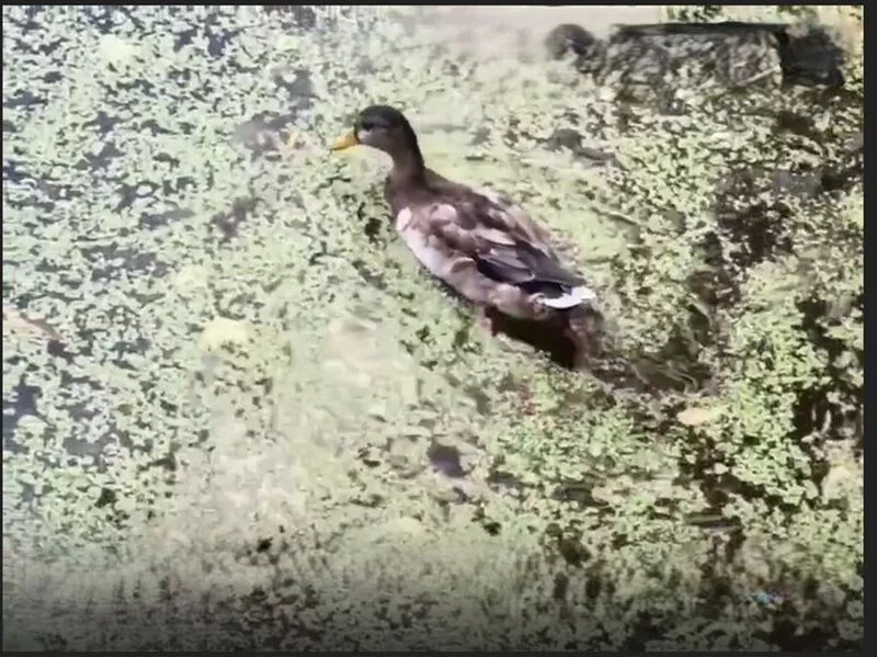 Коломенское