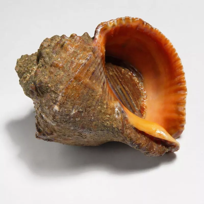 Рапана венозная