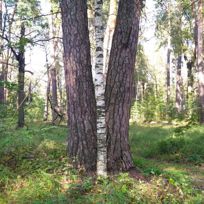 Чайная беседка