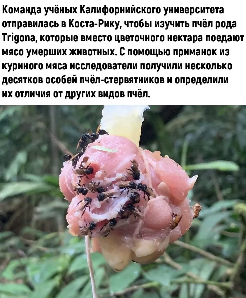 Пчёлки очень любят мёд