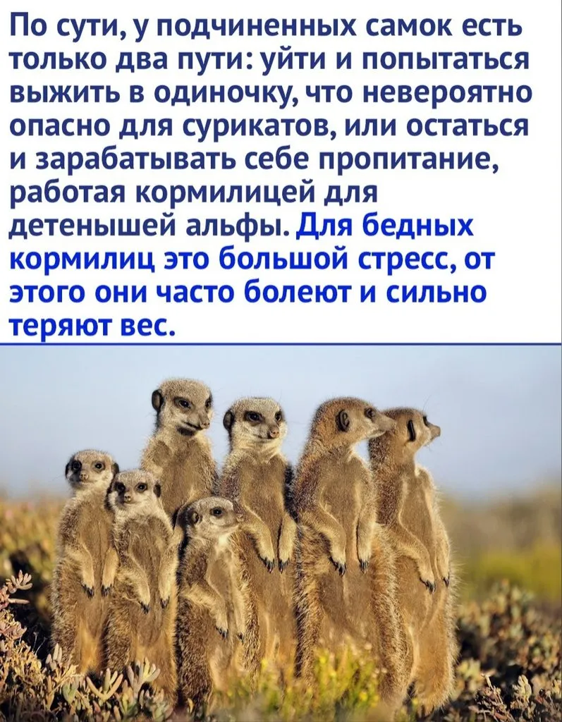 Эти забавные животные