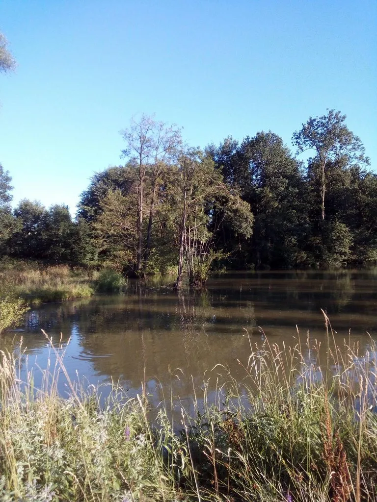 Чайная беседка