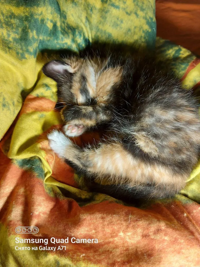 Tapтaлeтки & Ко