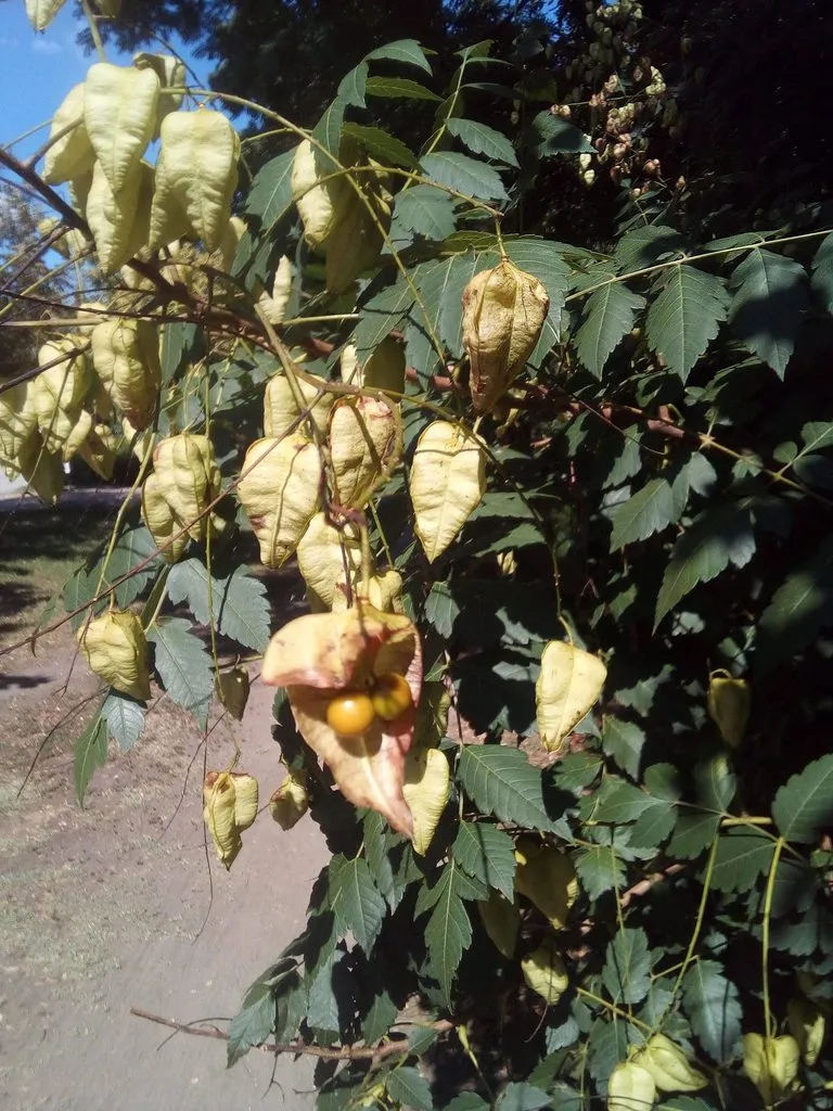 Чайная беседка