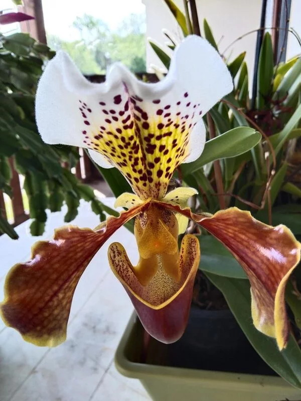 Чайная беседка