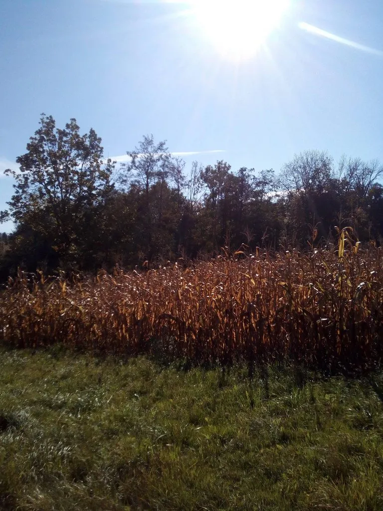 Чайная беседка