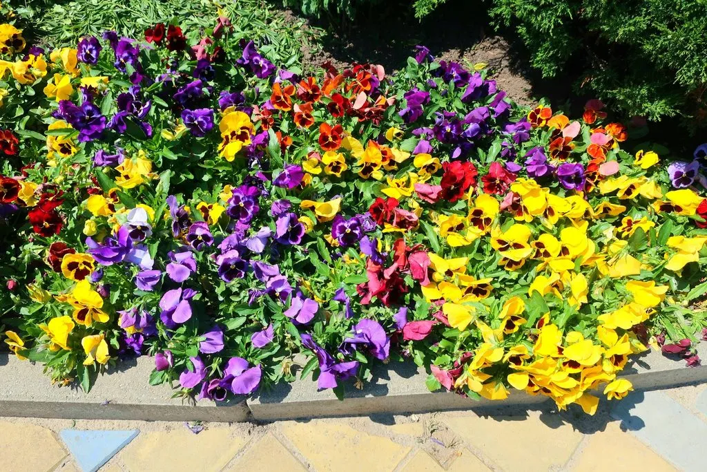 Чайная беседка