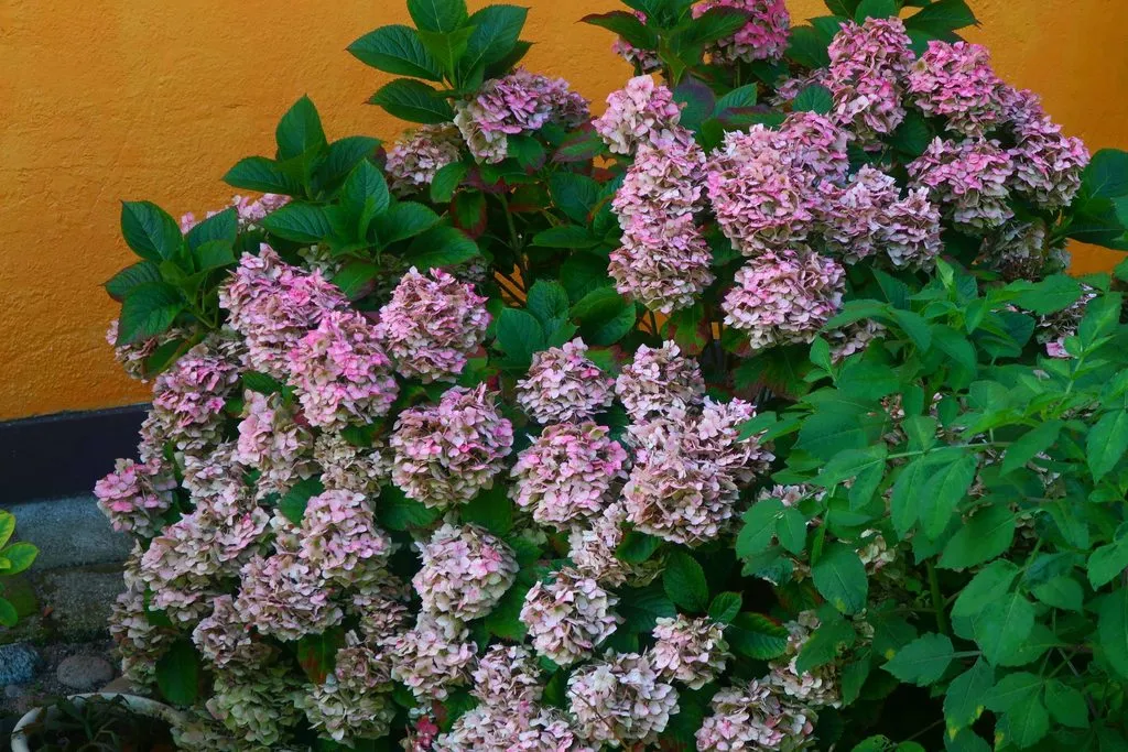 И снова, через год, встречай, Калининград!