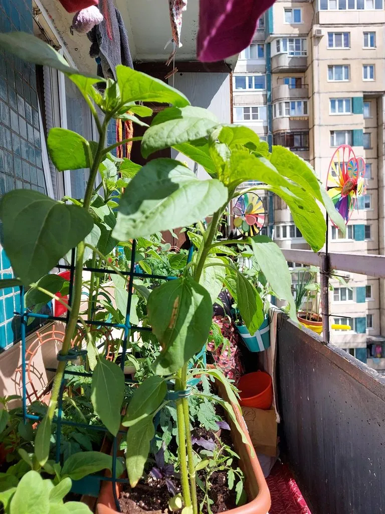 Tapтaлeтки & Ко