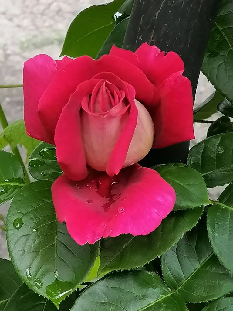 Чайная беседка