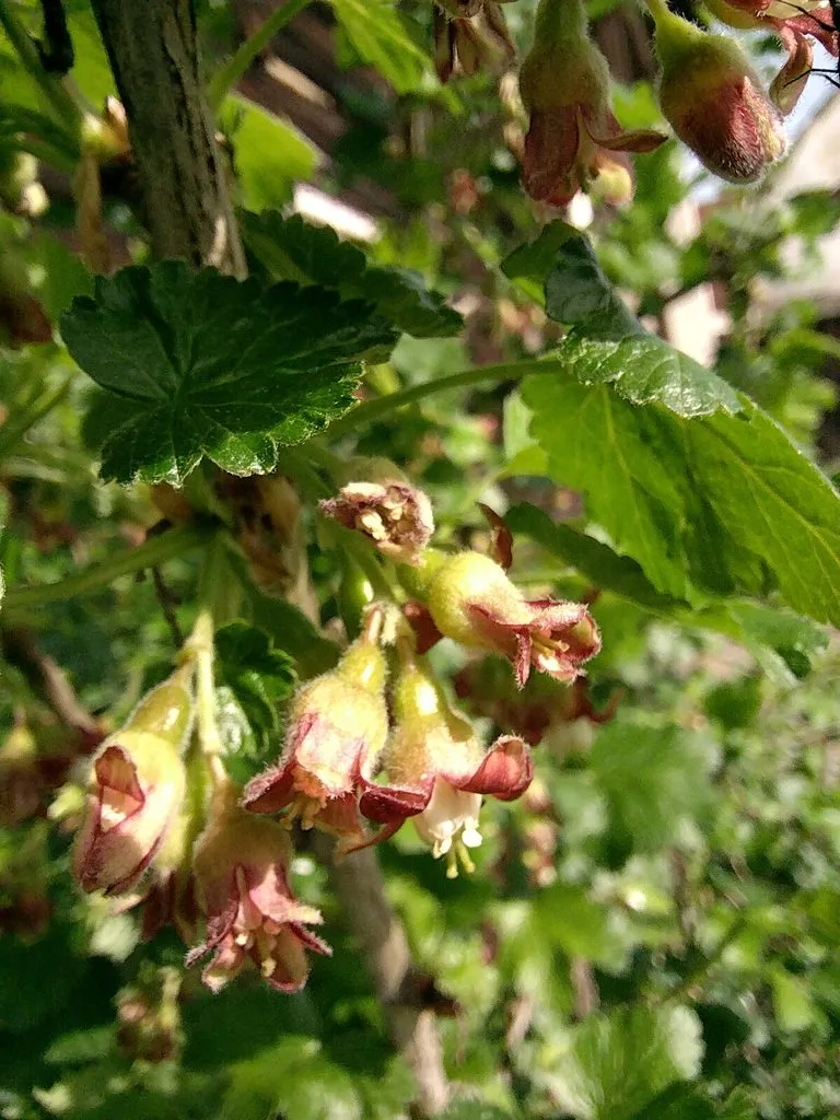 Чайная беседка