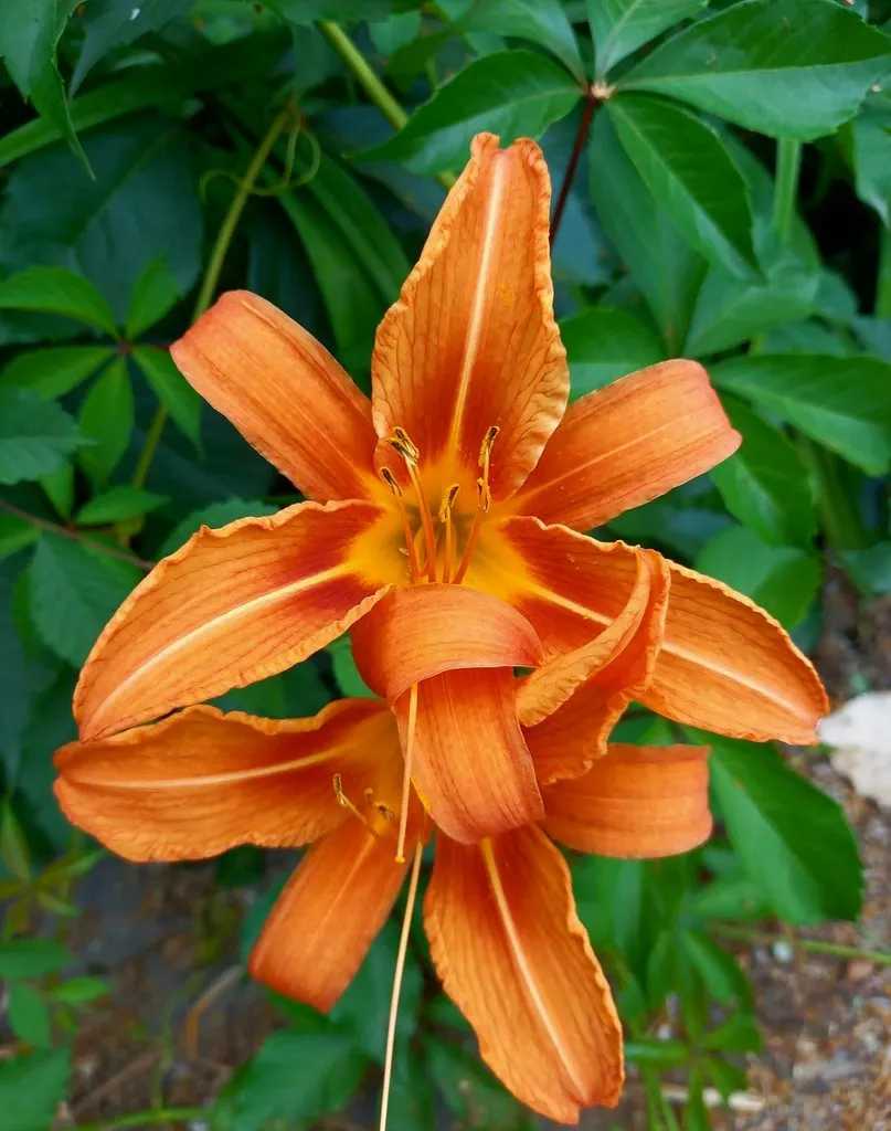 Флора
