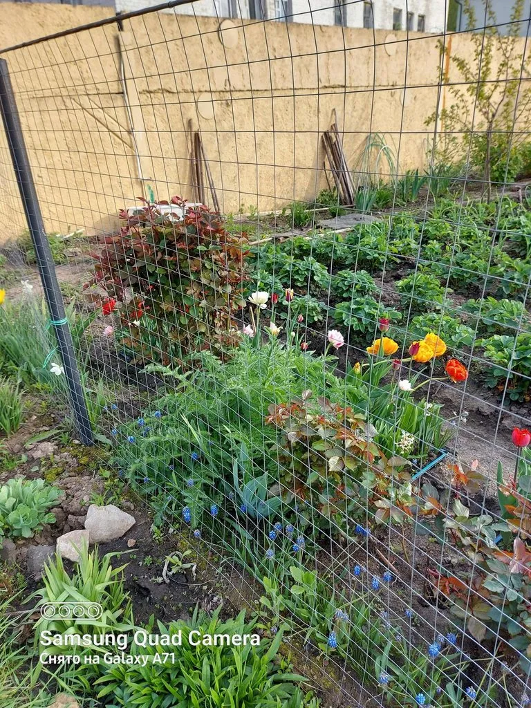 Чайная беседка