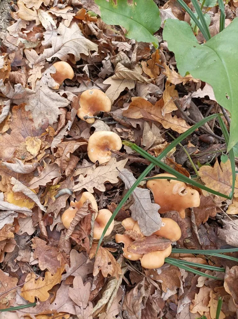 Чайная беседка