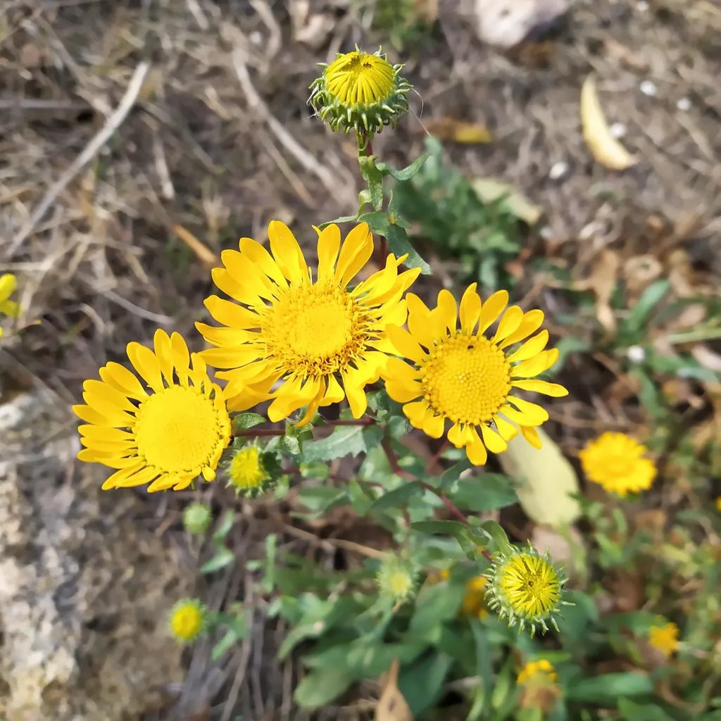 Чайная беседка