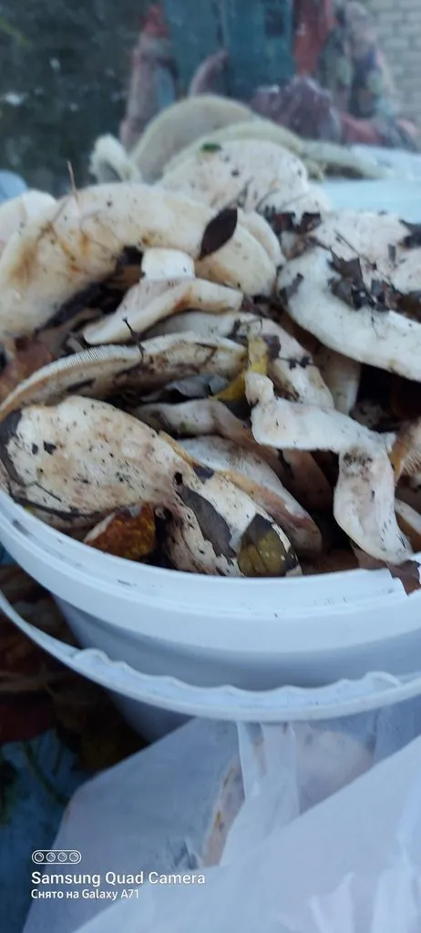 Чайная беседка