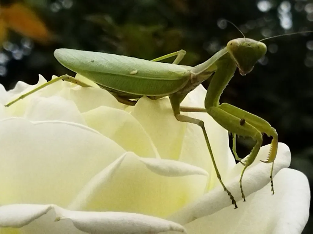 В мире животных