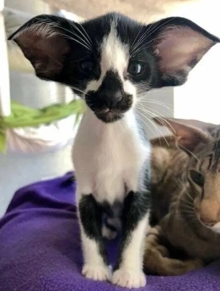 Кошичкина полиция