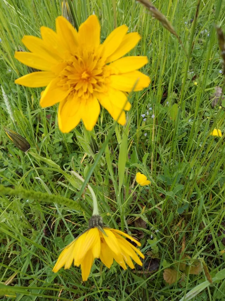 Чайная беседка