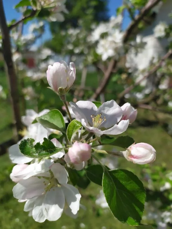В гостях у Батьки