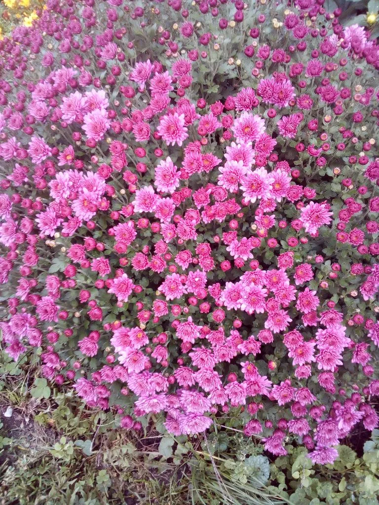 Чайная беседка