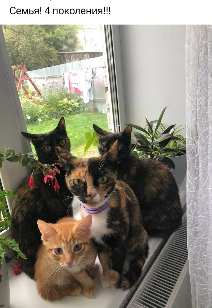 Кошичкина полиция