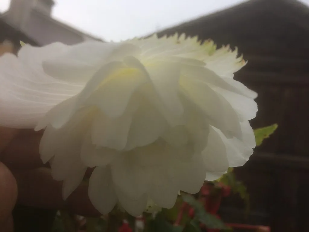 Чайная беседка