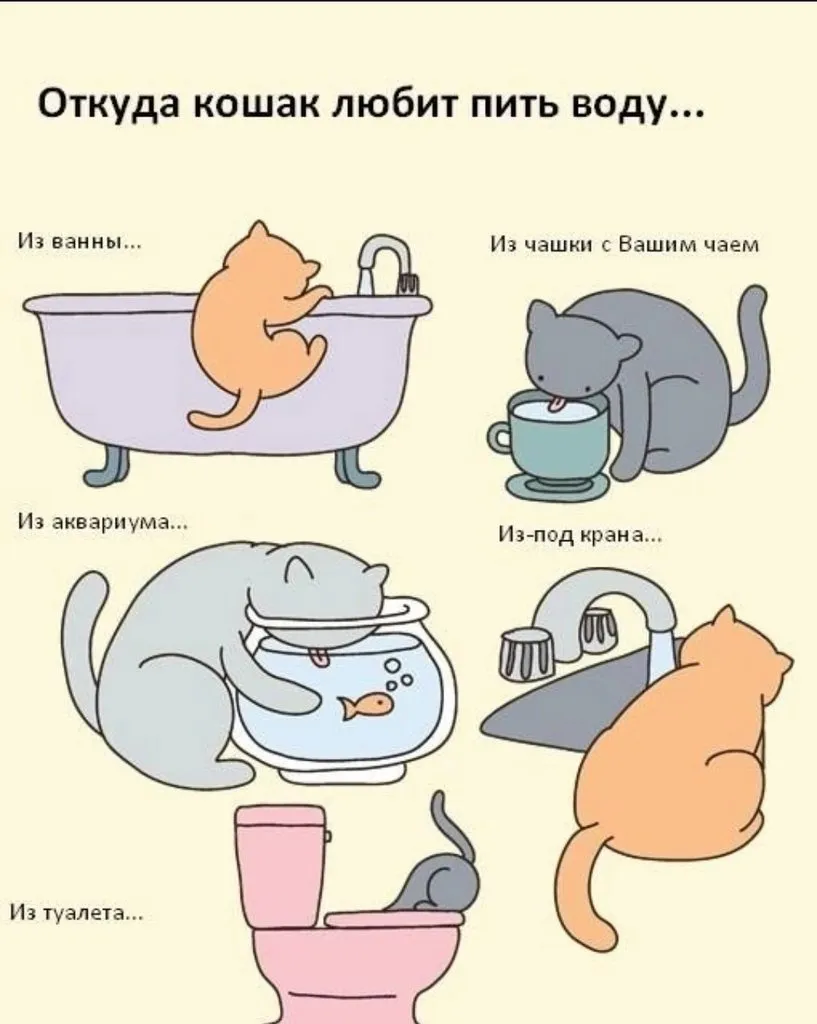 Кто сказал "Мяу"?