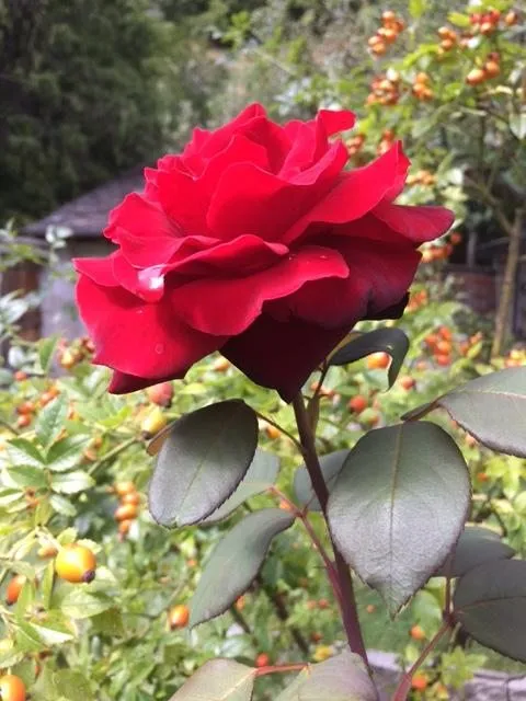 Чайная беседка