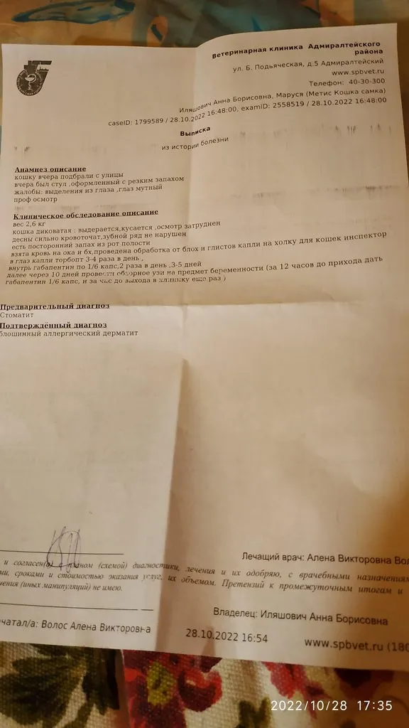 Кто сказал «Мяу»?