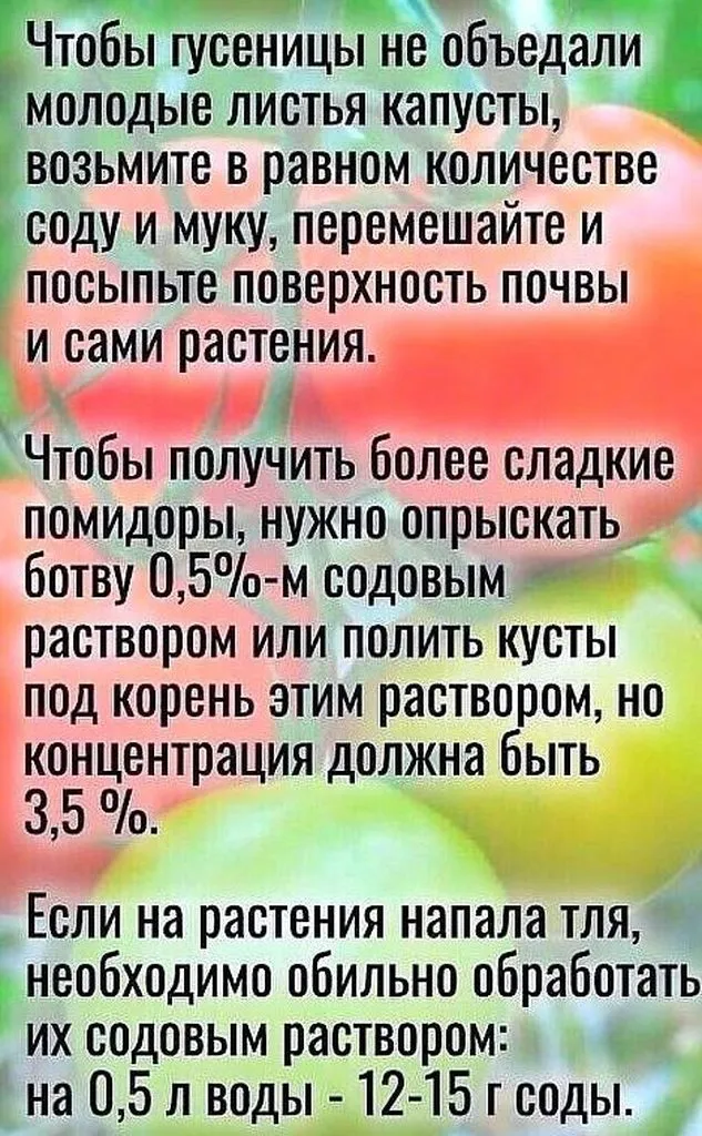Садово-огородная  инфографика