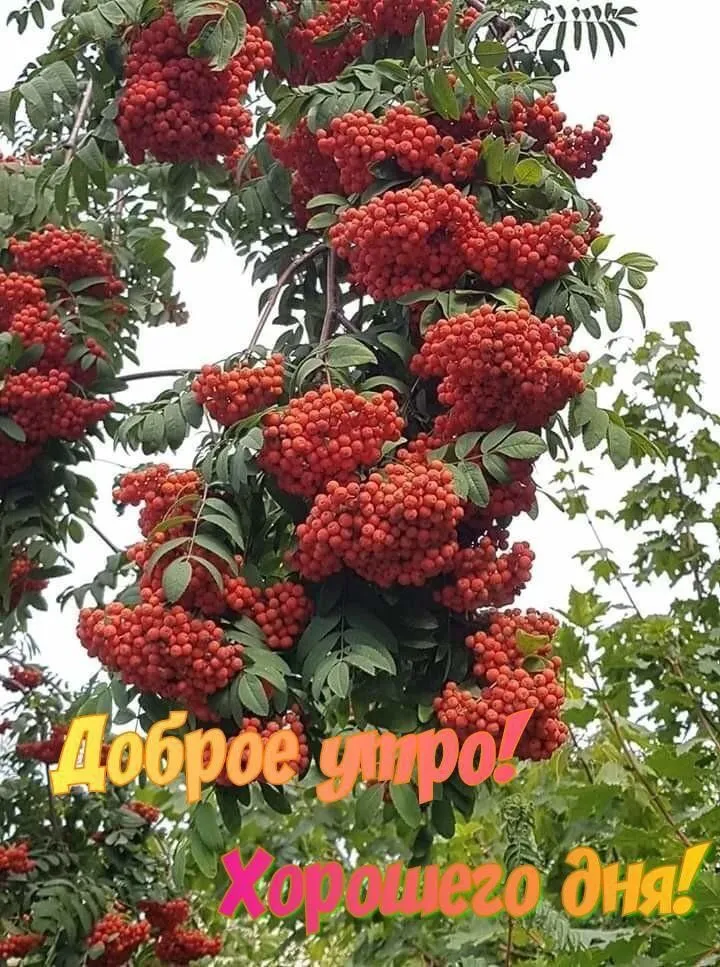 Кафе «У пани Сони»