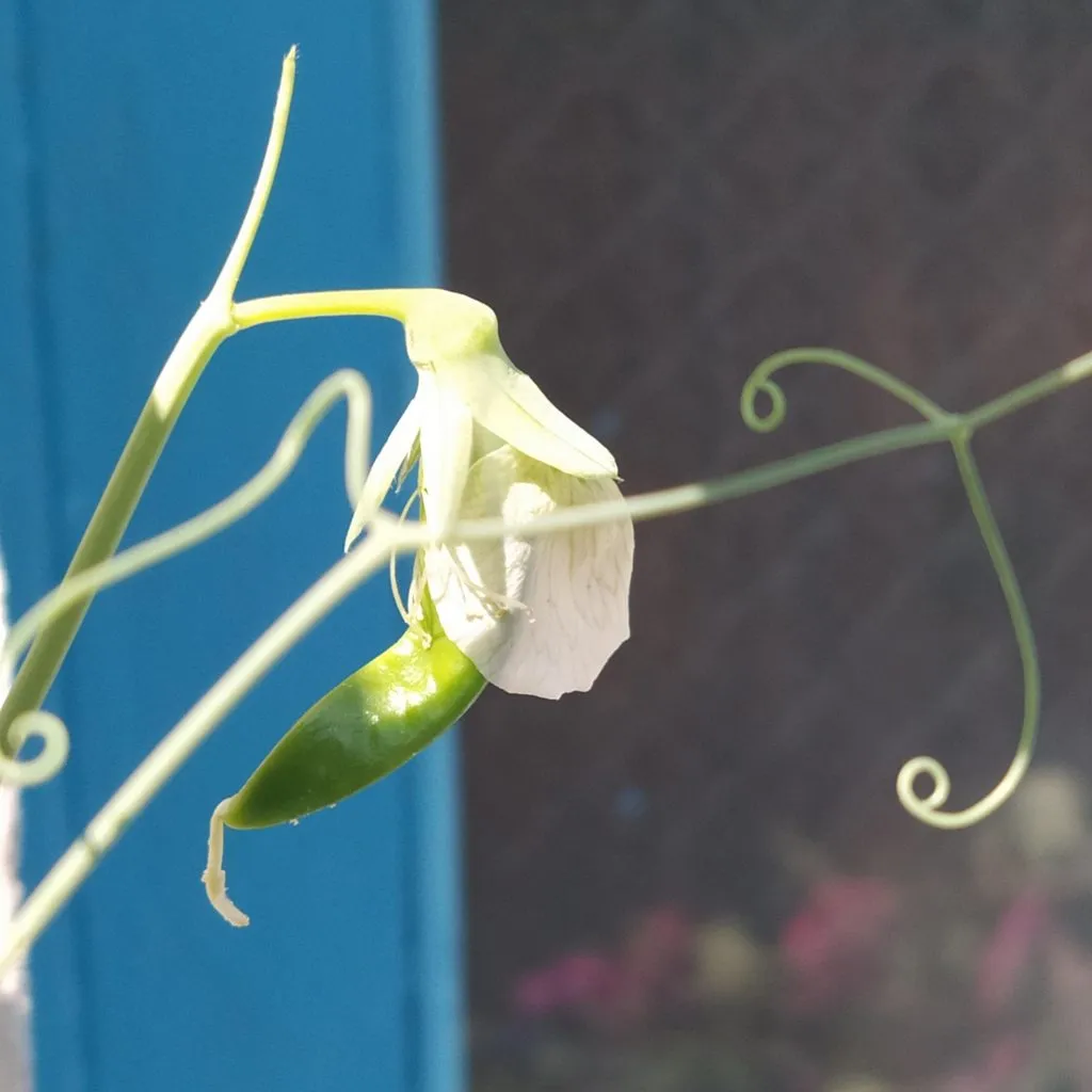 Чайная беседка