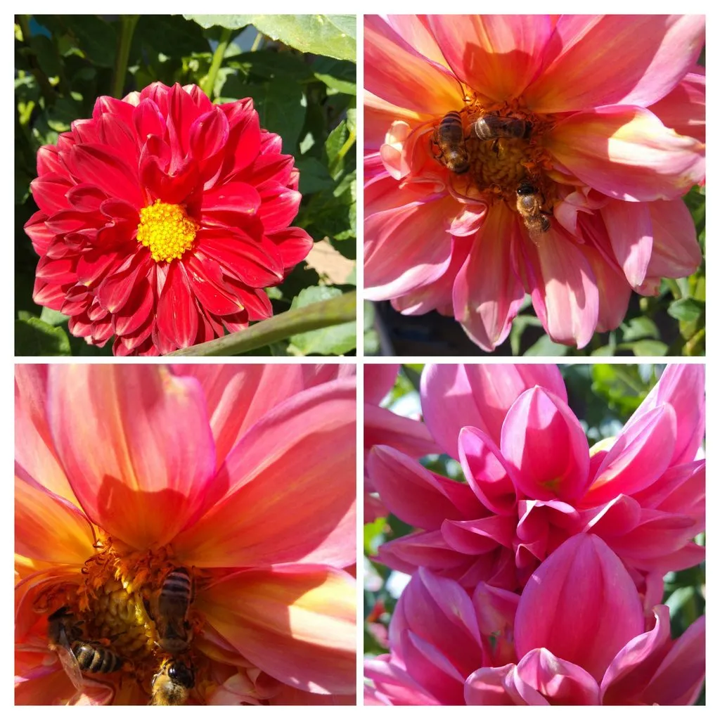 Чайная беседка